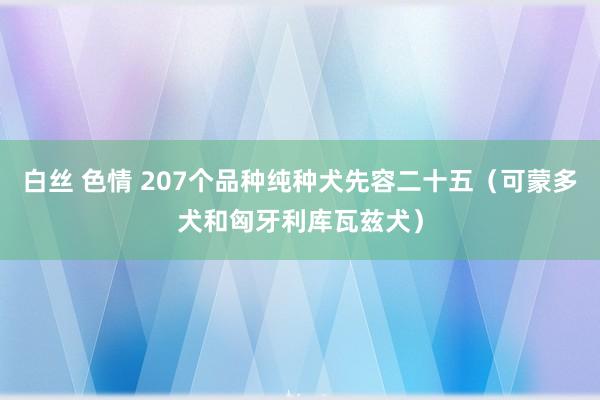 白丝 色情 207个品种纯种犬先容二十五（可蒙多犬和匈牙利库瓦兹犬）